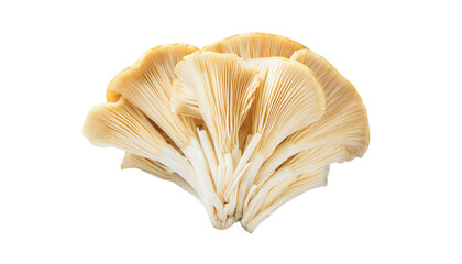 fresh white oyster mushrooms with fine gills, organic edible fungus cluster for gourmet cooking, on isolated background

