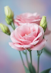 Fototapeta premium Delicate Pink Lisianthus Flowers Close-Up Bloom Photography