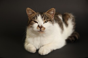 Cute fluffy cat lying on dark background