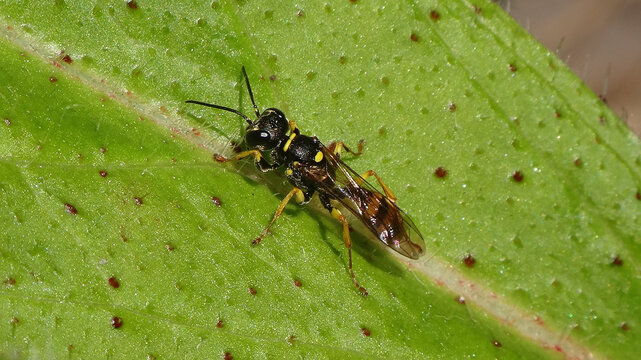 Field digger wasp (Mellinus arvensis), female resting on a green leaf
