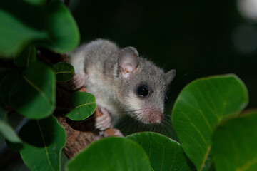 Dormouse
