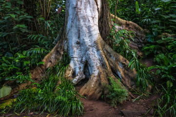 Obraz premium Silver and Tan Tree Trunk Surrounded by Green Tropical Plants in a Forest.