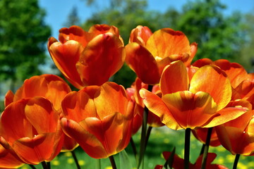 Gelb-orange Tulpen im Fr&uuml;hling