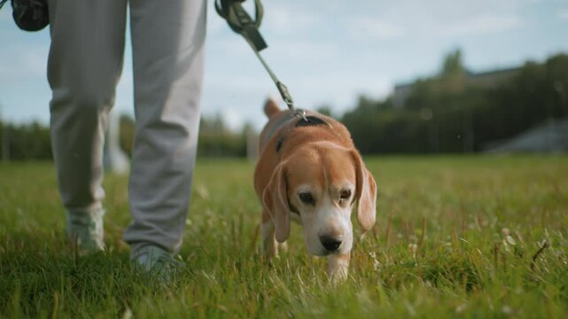 Canine behaviorist walking with bulldog on leash across grassy field under bright sky, dog sniffing ground with excitement, receiving tips during sunny outdoor training session, strong pet human bond