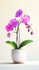 Naklejka premium Beautiful purple orchids in a white pot.