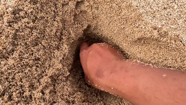 Ocypode kuhlii (Kuhl's ghost crab, Geleteng pasir) at the beach. Ocypode kuhlii is a species of crab from the Ocypode genus. It is a mid to large-sized species of Ocypodidae.