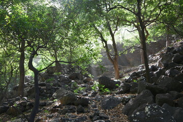 Tropische Vegetation in einem Tal auf Santo Antão in Kap Verde Kapverdische Inseln
