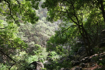 Tropische Vegetation in einem Tal auf Santo Antão in Kap Verde Kapverdische Inseln