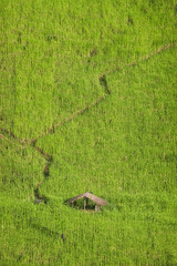 Cabin in the rice fields on the mountains