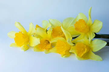 Bright yellow daffodil flowers set against a simple light blue background