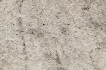 The ground is parched and barren, showing deep cracks and sparse vegetation, illustrating the effects of prolonged drought in an open field under bright sunlight