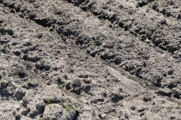 Freshly plowed soil displays distinct tire tracks and small green sprouts emerging through the dirt. The rural landscape is bright under the midday sun, hinting at agricultural activity