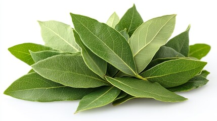 Fresh green bay leaves in a pile on white background close-up photo.