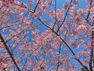 cherry tree blossom