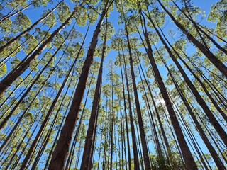 eucalyptus trees