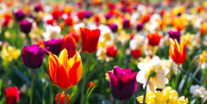Banner with blossoming bright and colorful flowers in the sunny park in spring