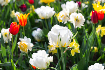 Obraz premium Blossoming bright and colorful flowers in the sunny park in spring