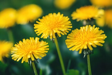 Naklejka premium Vibrant yellow dandelions in bloom against lush green background