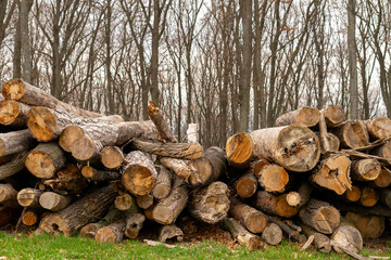 sawn tree trunks in a heap against the background of a forest
