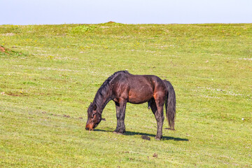 A horse grazing in green pastures. Male wild horse erect during breeding season. Reproduction or...