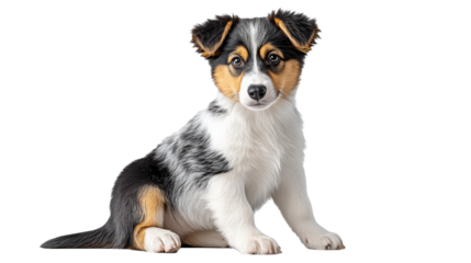 Adorable Small Dog Posed Gracefully on Elegant Black Background for Stunning Pet Photography Showcase in Crisp White PNG Format