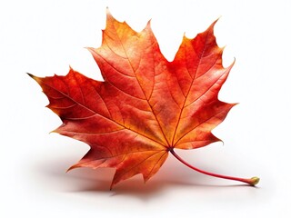 Autumn Red Maple Leaf Fall Isolated on White Background - High-Resolution Stock Photo