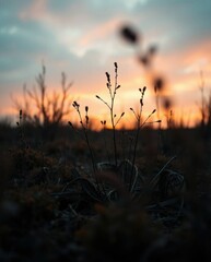 Fototapeta premium Silhouetted Sunset Plants: A Serene, Dark Romantic Scene