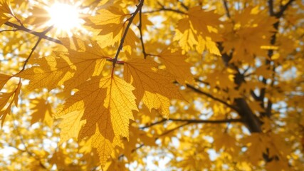 Bright Golden Autumn Leaves Glowing in Beautiful Nature Light