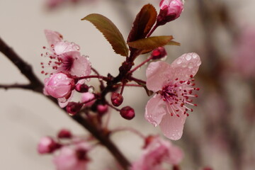 Flores de ciruelo japonés rosadas con gotas de agua de lluvia durante la primavera
