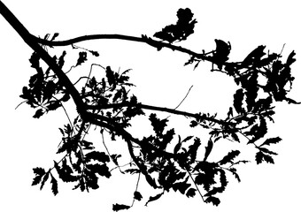 Vector illustration of natural old oak tree branch on white background