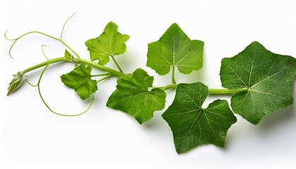 pumpkin leaves vine plant stem and tendri isolated on white background