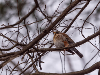 Forest bird thrush on the branch of an Apple tree