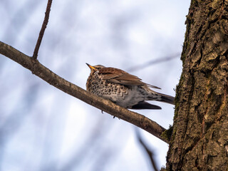 Forest bird thrush on the branch of an Apple tree