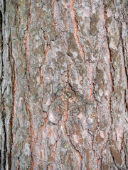 Birch tree bark structure natural background background