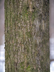 Birch tree bark structure natural background background