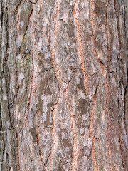 Birch tree bark structure natural background background