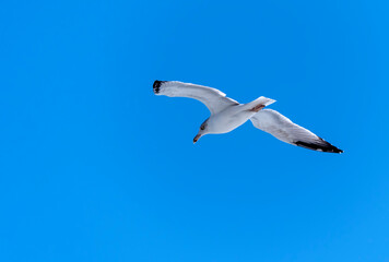 Obraz premium Seagull flying with blue sky background. sky and bird bottom up view landscape