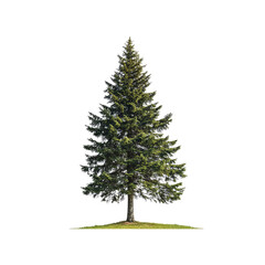 Fototapeta premium Majestic Evergreen Fir Tree Isolated on Transparent Background