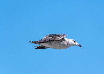 Seagull flying with blue sky background. sky and bird bottom up view landscape