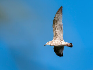 Seagull flying with blue sky background. sky and bird bottom up view landscape