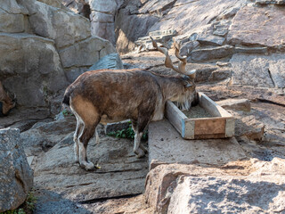Beautiful mountain goat with helical long horns on the background of rocks