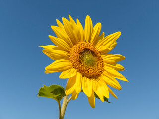 Field of blossoming sunflowers against the blue sky