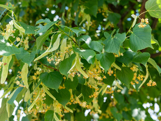 Linden tree in bloom, against a green leave