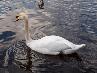 White swan in the lake with blue dark background