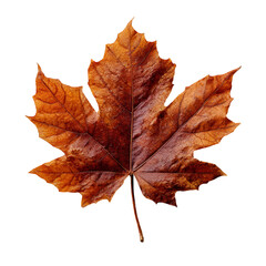 Obraz premium autumn maple leaf