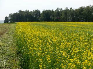 Yellow grain ready for harvest growing in a farm field