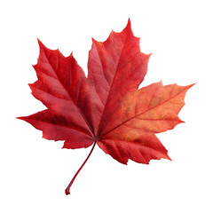 red maple leaf isolated on white