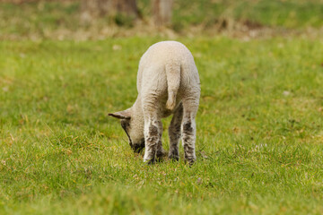 close up lamb in the meadow, lamb lamb from behind,  lamb grazing in the meadow, sheep in the...