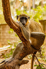 Sad monkey sat in a tree