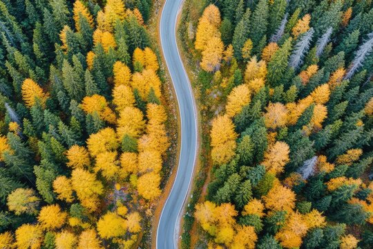 Aerial view of a winding road through a forest with yellow and green trees